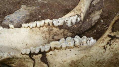 Death and Decay - Colgan-Death-Farm51.jpg