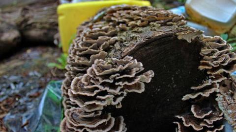 River Brick - River-Runs28.jpg