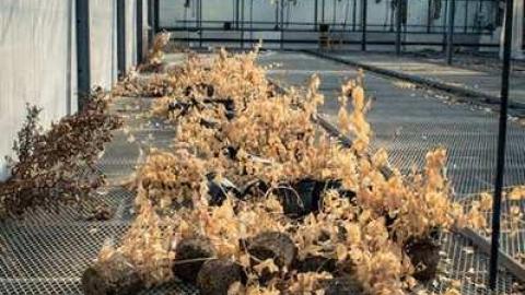 March '14 - Telstar-Gardens44.jpg