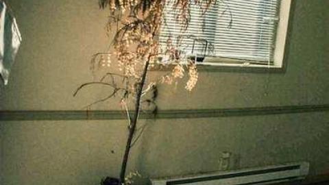 March '14 - Telstar-Gardens52.jpg