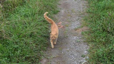 Guided Tour (By the Cat) - DSC_0014.jpg