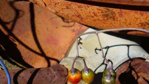 Photo from Trucks and Tractors