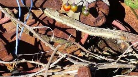 Trucks and Tractors - Burys-Green--tractor-graveyard91.jpg