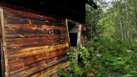 Pardee Bear Scratch Post photo 5