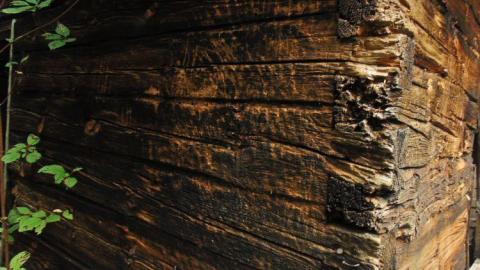 Pardee Bear Scratch Post photo 4