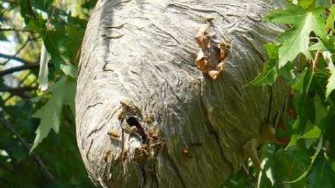 Grover Porn - Annette-Groves-For-Mayor34.jpg