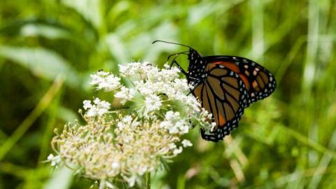 Simcoe Island Cemetery photo 4