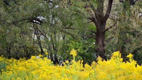 September 2014. just a few pic - Lambeth-Country-Home66.jpg