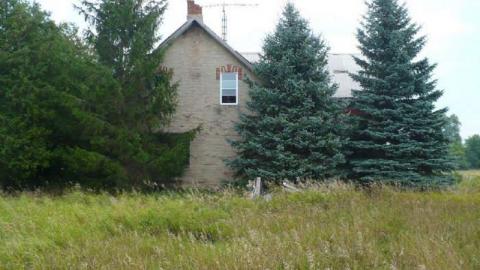 Love in a Cattlefield photo 4