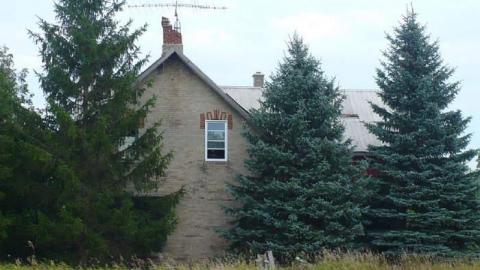 Love in a Cattlefield photo 3