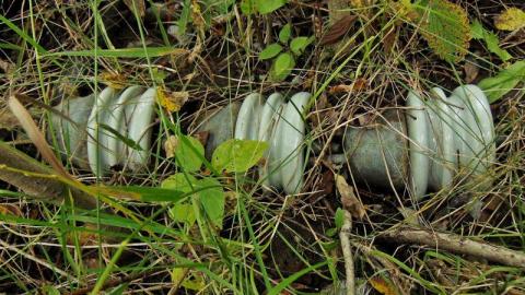 Pallisades Ahoy photo 2