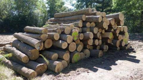 Sept '14 - Camp-Tillingwood11.jpg