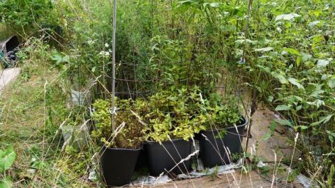 The Smoke House Mystery - Chatham-Kent, Ontario