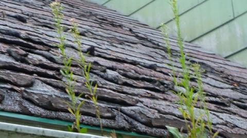 Green meany - P1180189.jpg