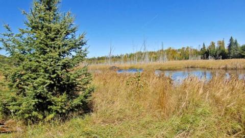 Swampside Pioneer Collapse - Swampside-Pioneer-Collapse3.jpg