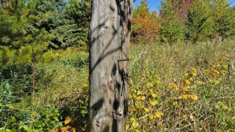 Conmee Pioneer Collapse - Conmee-Pioneer-Collapse9.jpg