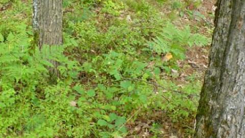 Morrison Hidden Cemetery - Gravenhurst, Ontario