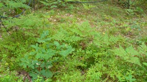 Morrison Hidden Cemetery photo 3