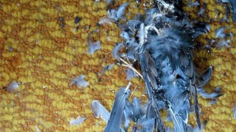 Deep Shit - Fort Erie, Ontario