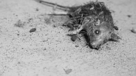 Summer 2014*gruesome warning** - FC25.jpg