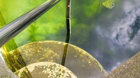 Summer 2014*gruesome warning** - FC30.jpg