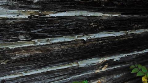 Forgotten Pioneer Homestead - Forgotten-Pioneer-Homestead17.jpg