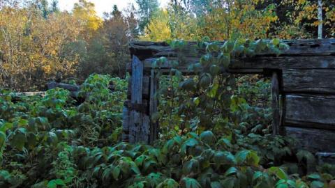 Forgotten Pioneer Homestead photo 2