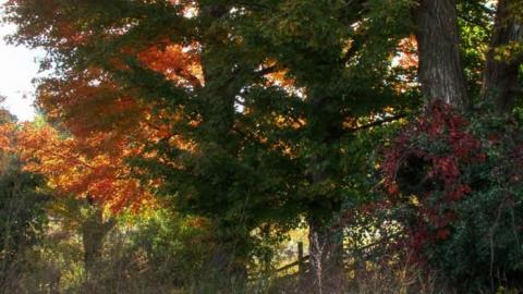 Nobility - Barnes--Noble35.jpg