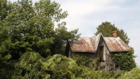 Photo from How many woodchips?