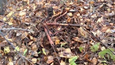 Old Family Memorys - Old-Family-Memories9.jpg