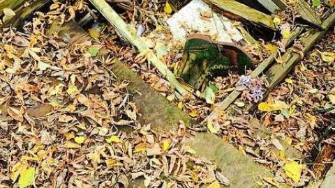 Very rotten 2014 - jgimage.jpg