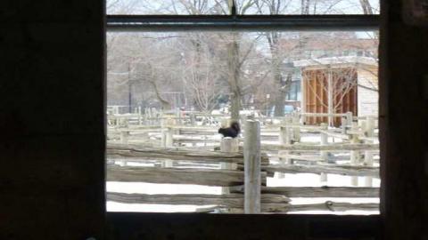 Riverdale Zoo - Riverdale-Farm-(Zoo)8.jpg