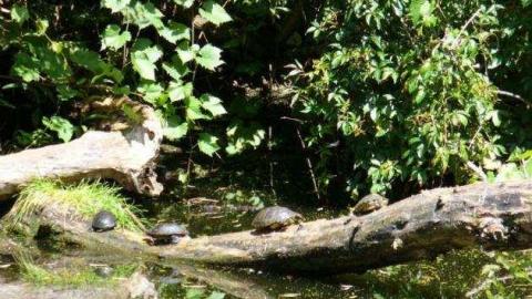 Riverdale Zoo - Riverdale-Farm-(Zoo)22.jpg