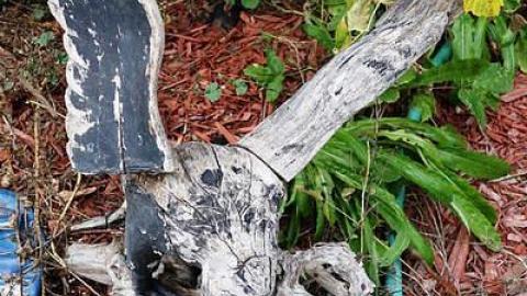 Eagle Has Crashed Landed - DSC06785.jpg