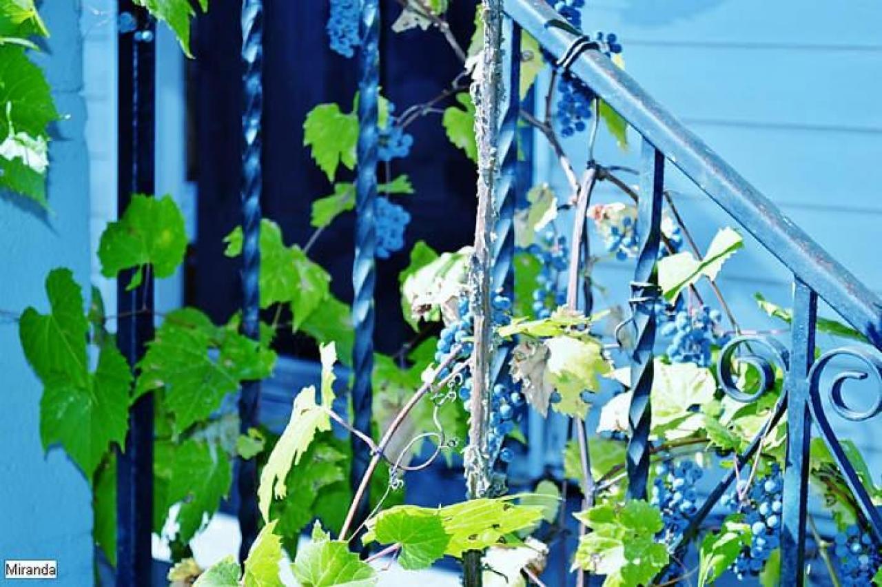 Random Find - DSC_0020.jpg