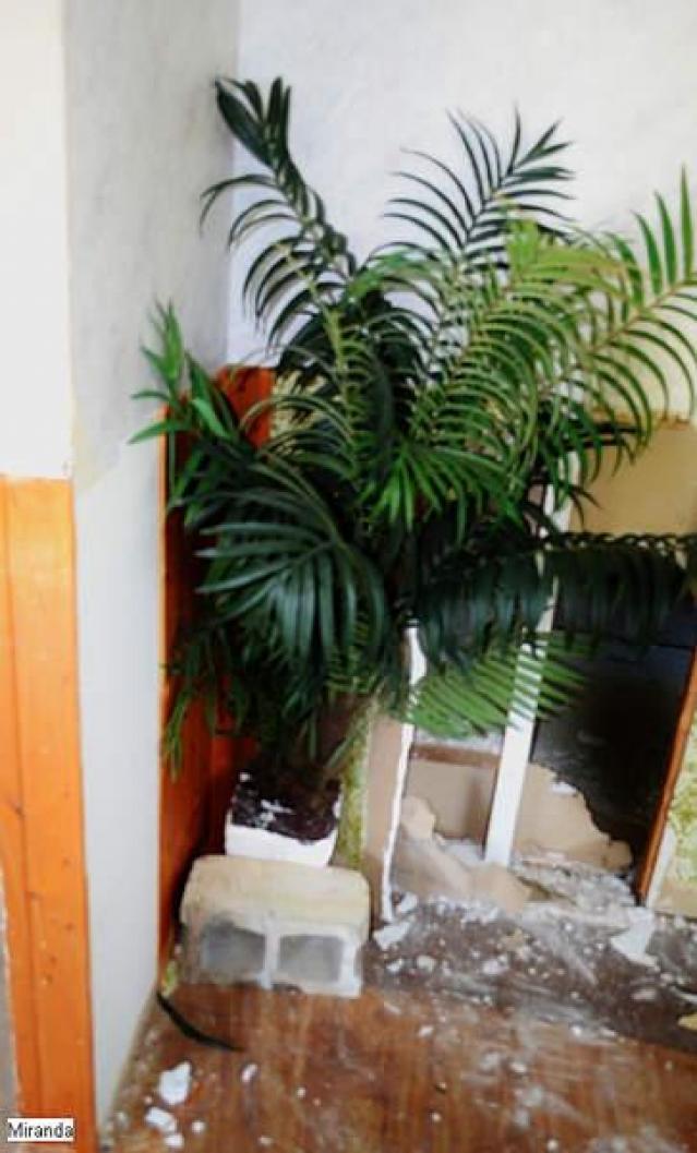 Random Find - intree.jpg