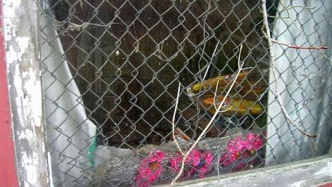 Oct 2013 - Keeping-Up-Appearances26.jpg