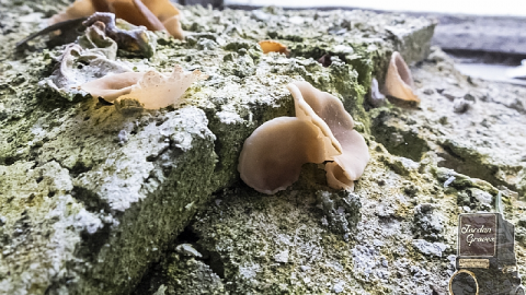 Photo from Creepy Candy