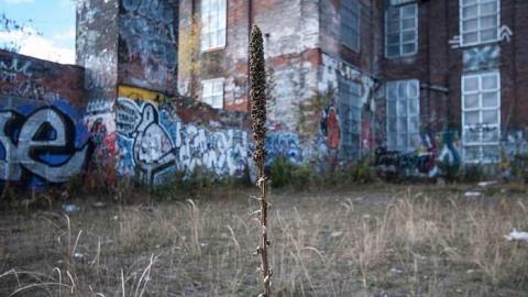 Chicken S**t - Linseed-Factory189.jpg