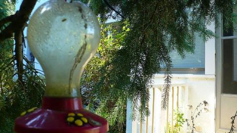 Plane Jane - P1180793.jpg