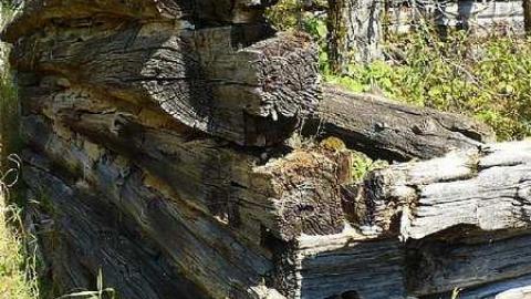 Forest Moving In cover photo