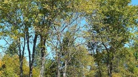 Photo from Forest Moving In