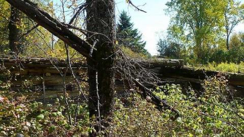 Forest Moving In - Furnace-Falls-(ghost-town)-233.jpg