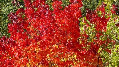 Algonquin History - Highland-Inn-Remains12.jpg