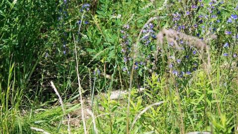 July 2014 - Back to Nature - Land-O-Lakes-Motel26.jpg