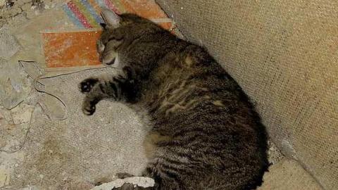 Trip #2 - Nov. 1/14 - derelict-house-upp-james-19-Hamilton-Ont-nov1-14.jpg