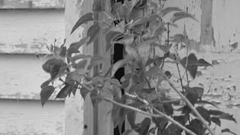 White Castle - Middlesex Centre, Ontario