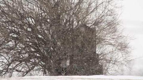 Ellicott Cemetery - Ellicott-Cemetery9.jpg