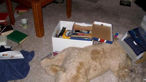 Boarding Pets - The-Pet-Vet20.jpg