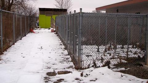 Boarding Pets - The-Pet-Vet2.jpg